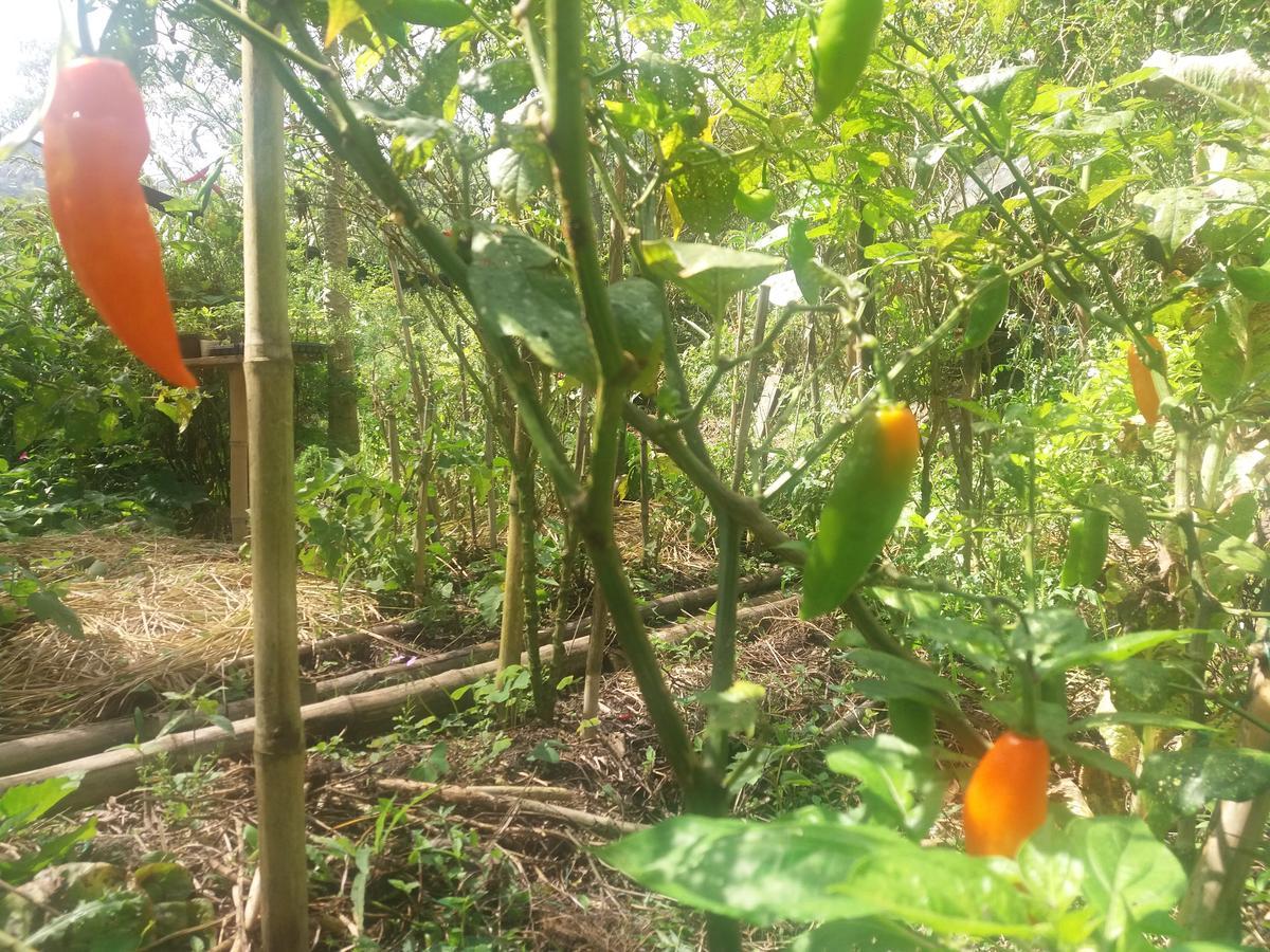 Chalets Huitaca Choachi Luaran gambar